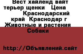 Вест хайленд вайт терьер щенки › Цена ­ 30 000 - Краснодарский край, Краснодар г. Животные и растения » Собаки   